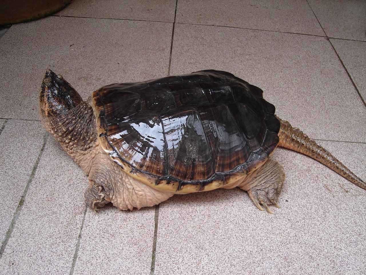 小鳄龟吃什么长得快?小鳄龟多少度开食