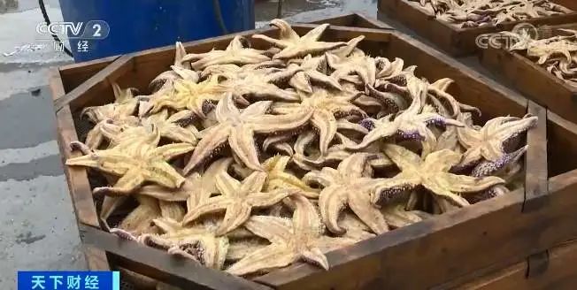 青岛海星还在泛滥?变了!收购商在码头苦等,涨到5.5元!