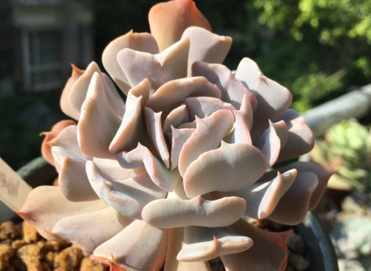 多肉天鹅湖形态优雅,颜色粉透,但"控养过头"之后会撞脸雪精灵