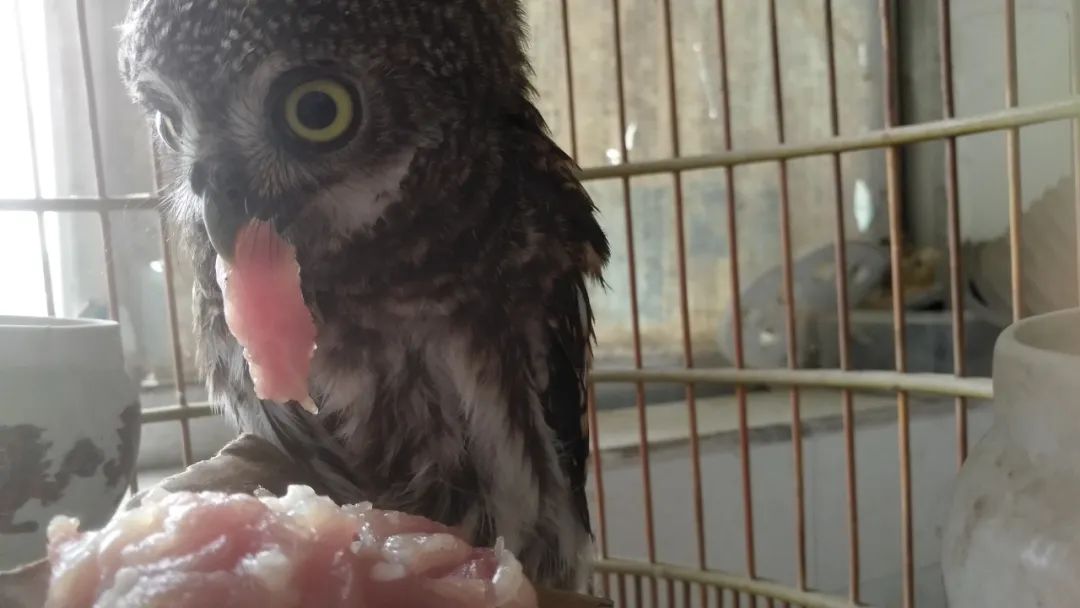 猫头鹰携家带口来"作客",福绵这个医生好有爱,"好肉"招待