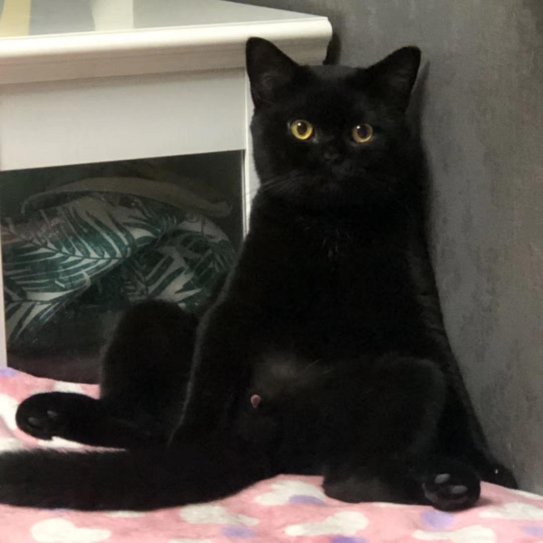 养英国短毛猫,最好不要选