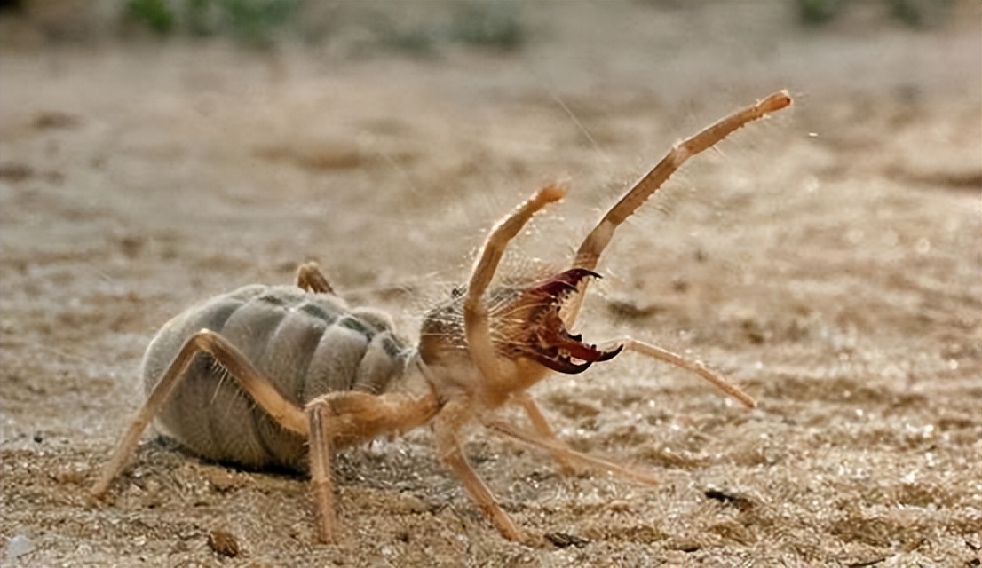 沙漠恐怖生物图片