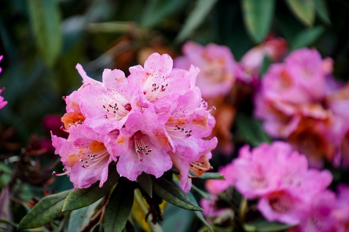 地球彩带:贵州毕节百里杜鹃