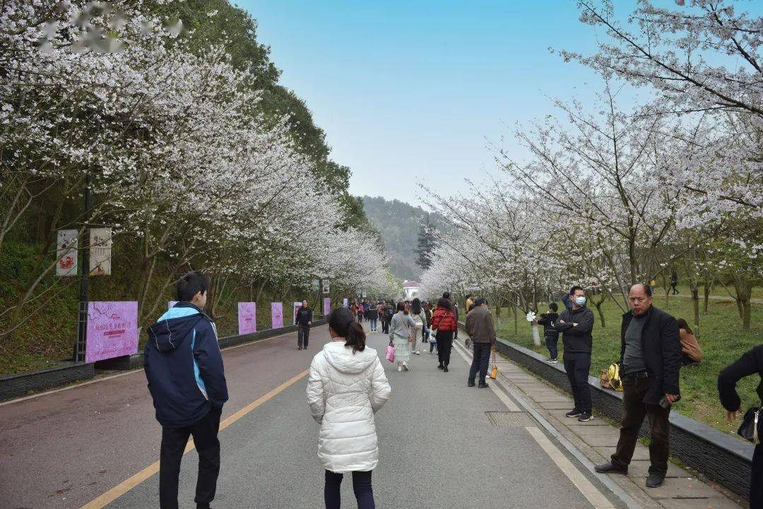 黄石汉唐装饰亮相2021黄石第六届磁湖赏樱会