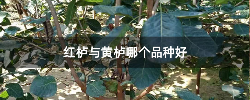 红栌与黄栌的区别
