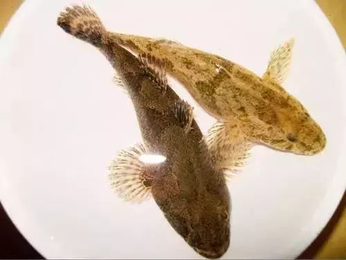 当油菜花开时,我知道又等到了"菜花塘鳢鱼"