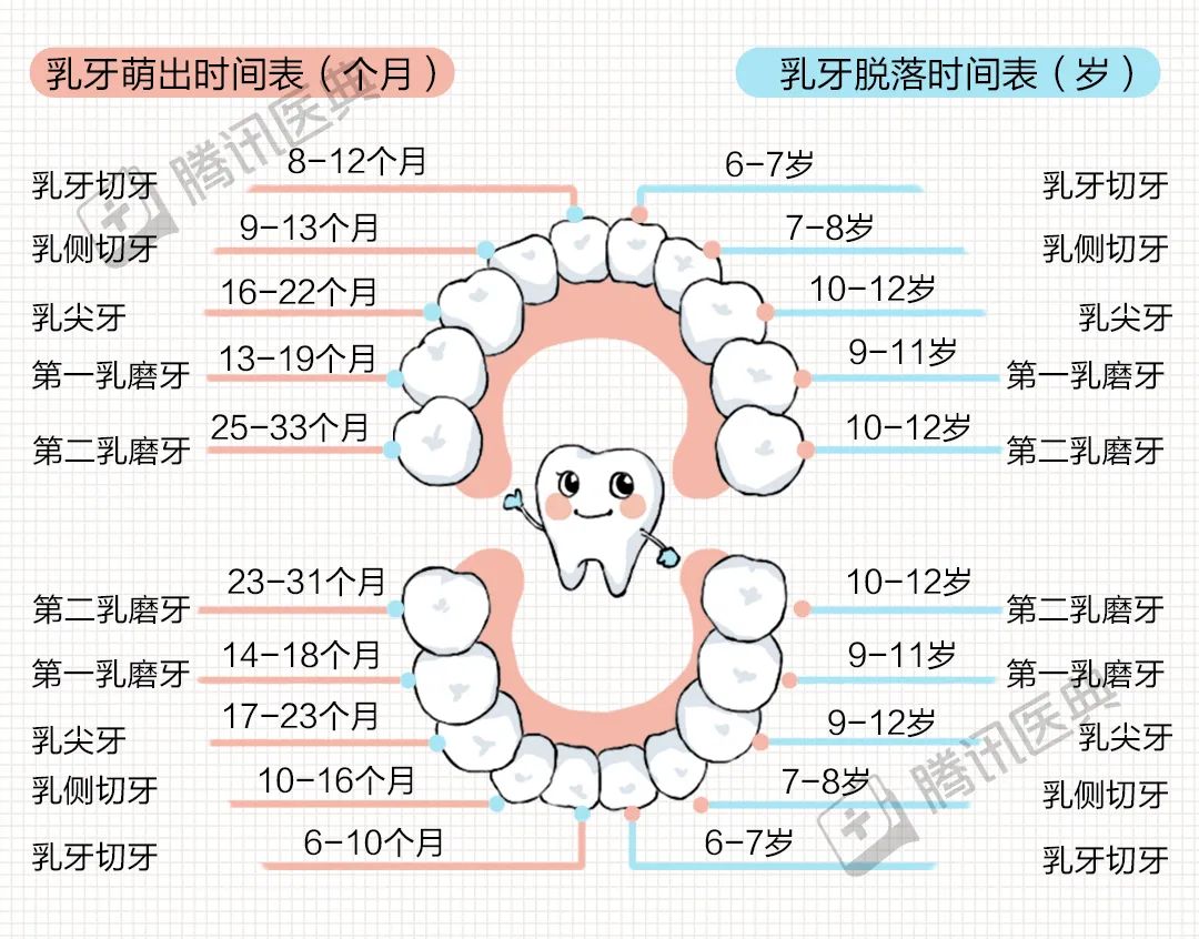 爱情的样子,就在这6颗牙齿里