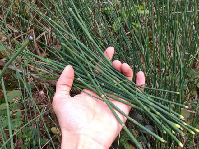 节节草是什么?医生 老人用它来泡脚