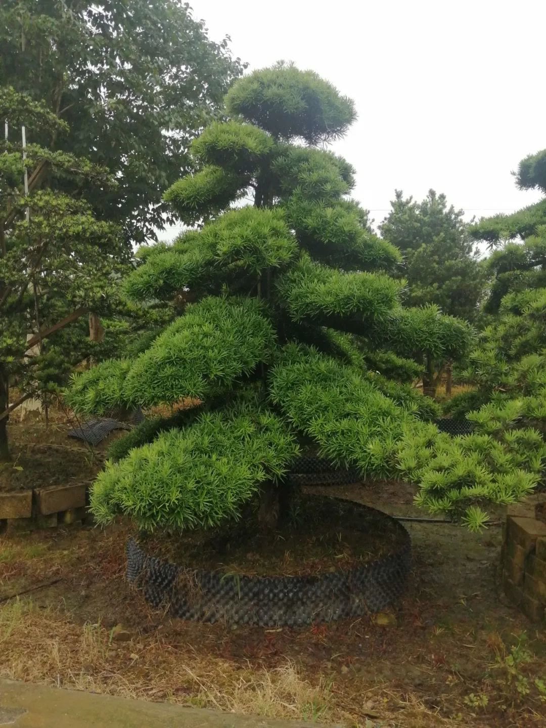 湖南苗木求购网(湖南苗木批发市场)