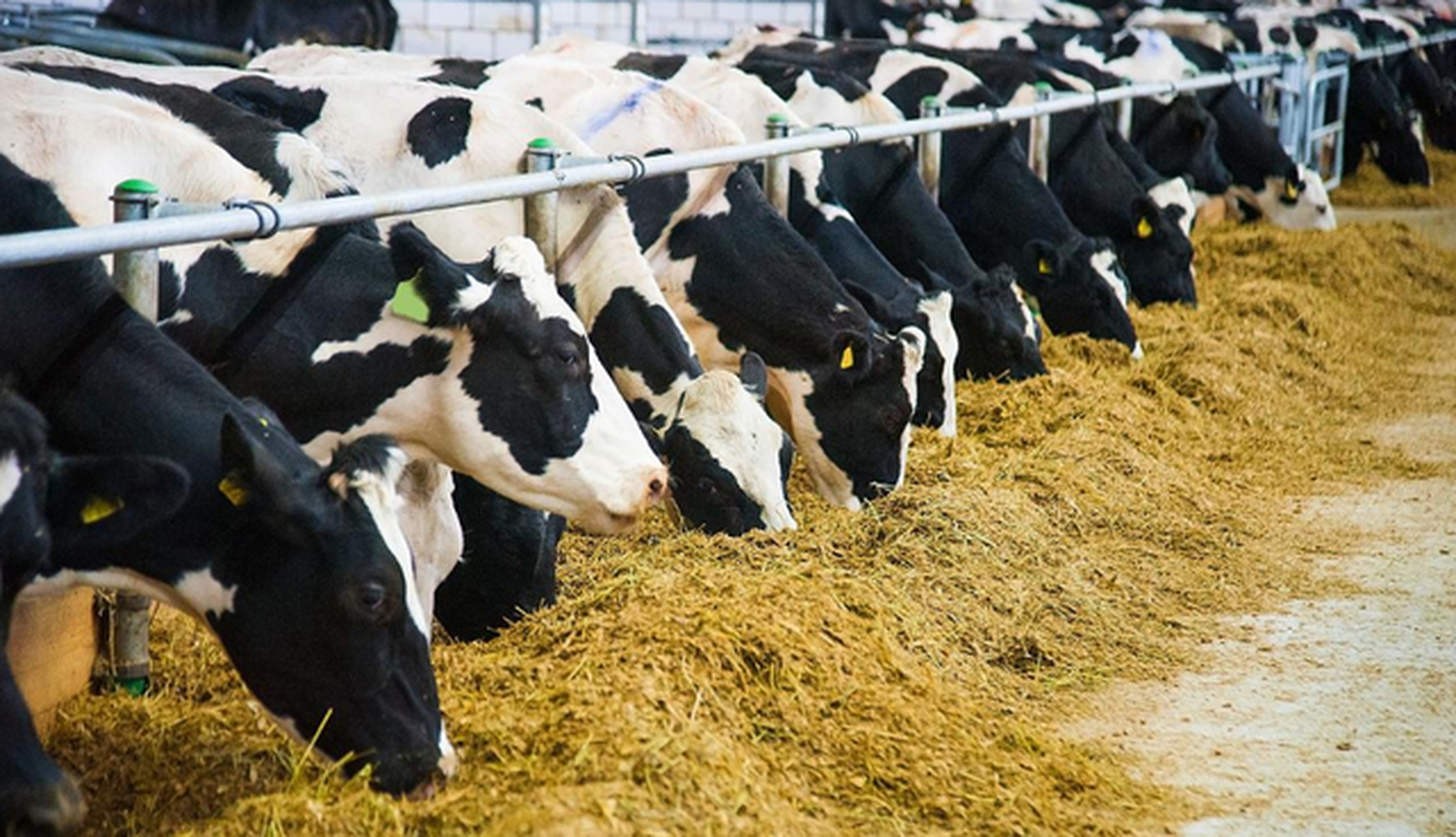 石楼县开启优质奶牛养殖项目,奶牛养殖数量将达12000头,预计年净利润