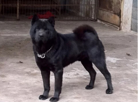 纯黑的"土狗"为什么少人养?原因有几点!
