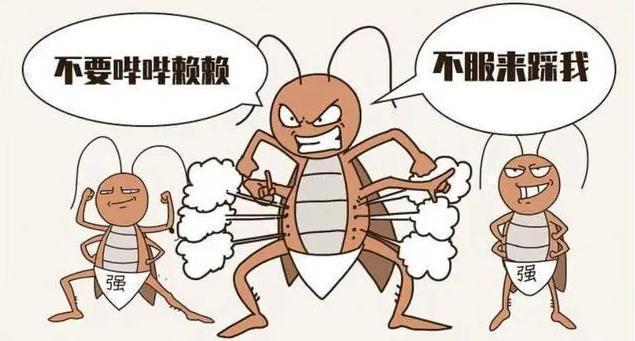 九成人不懂"蟑螂"的克星是啥:房屋里放它,蟑螂"全体消失"了