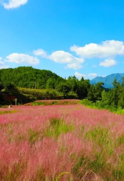 曾口巴山花海图片