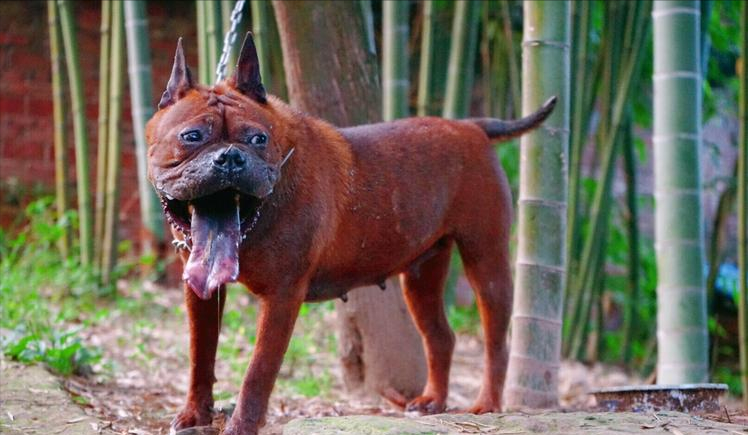 猎犬之王——"川东猎犬",我国的骄傲,别说你不认识!