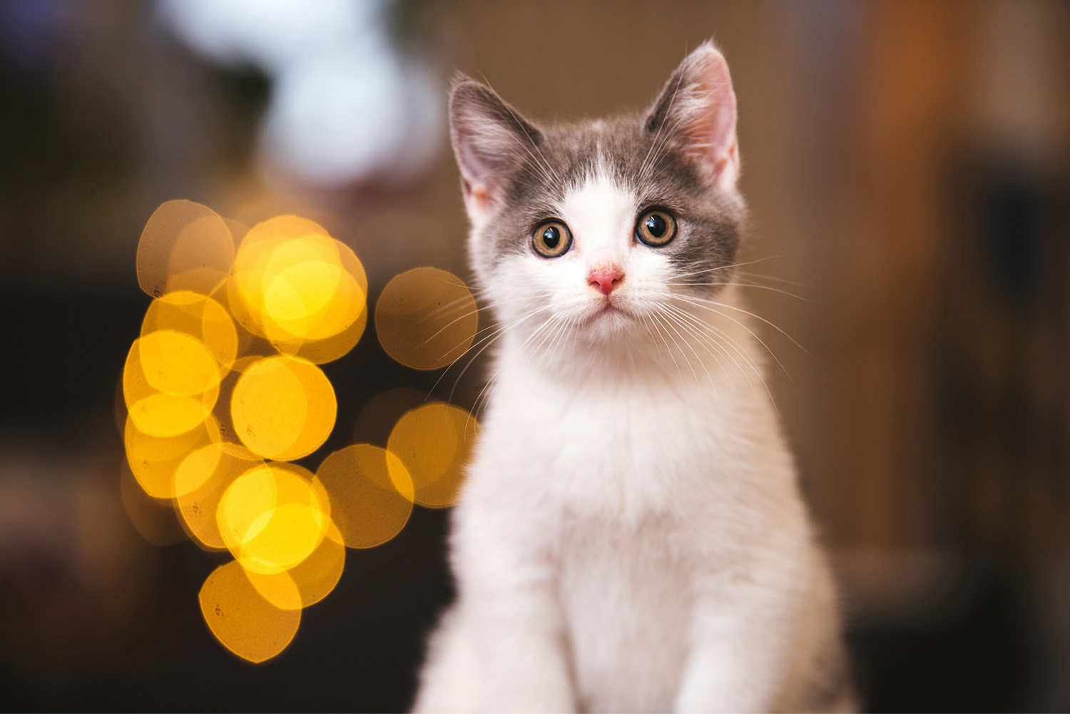 "微信农场"云养动物?展馆现场也可以!