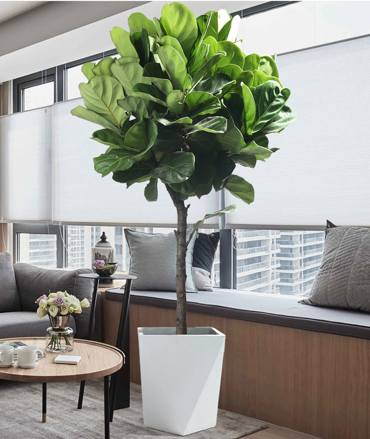 用这5种绿植,搭配现代装修风格,太好看了