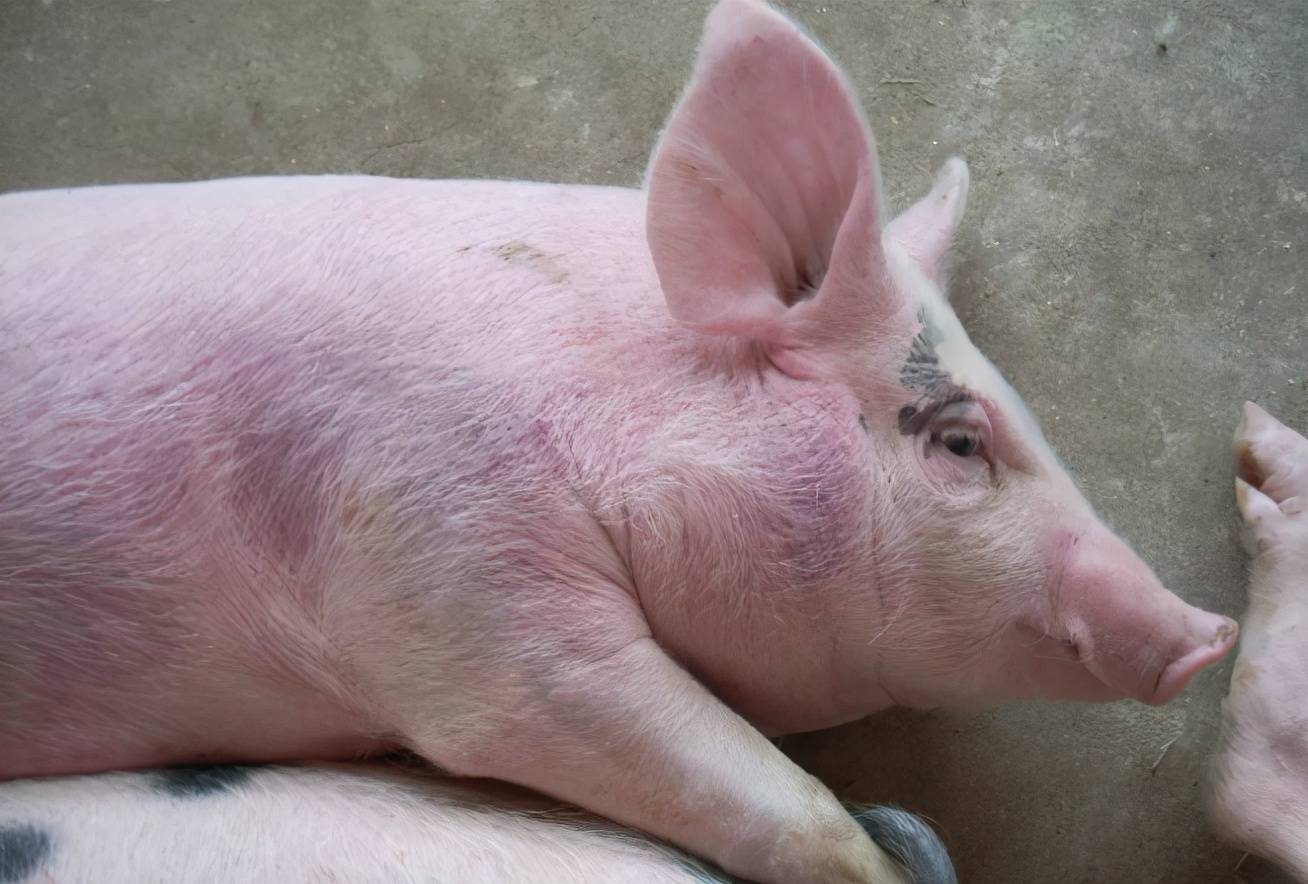 猪蓝耳病打什么针最好?养猪人赶紧收藏学习吧!