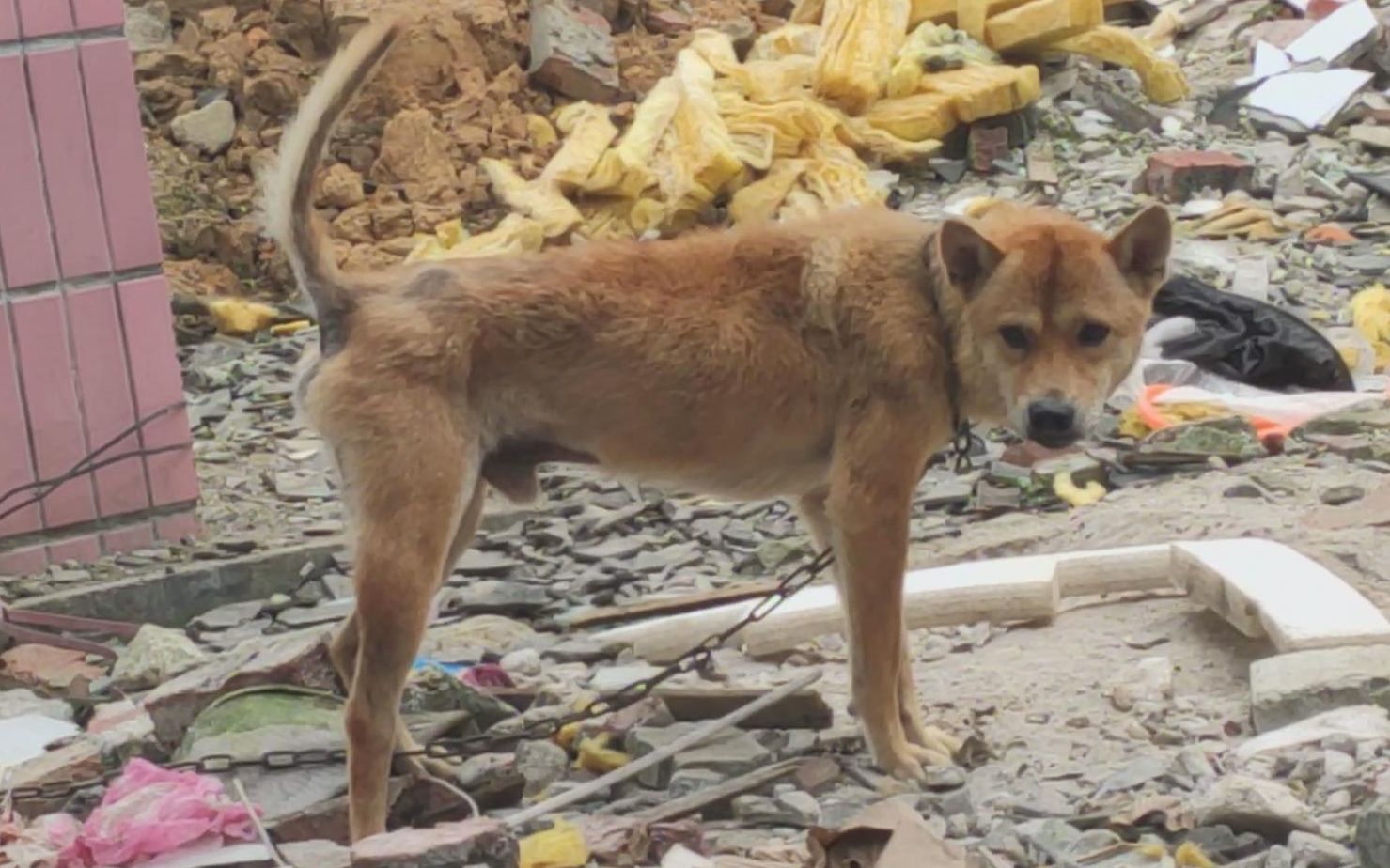 回顾张素英花5年时间,用垃圾盖起一座城堡,最后结局却令她绝望