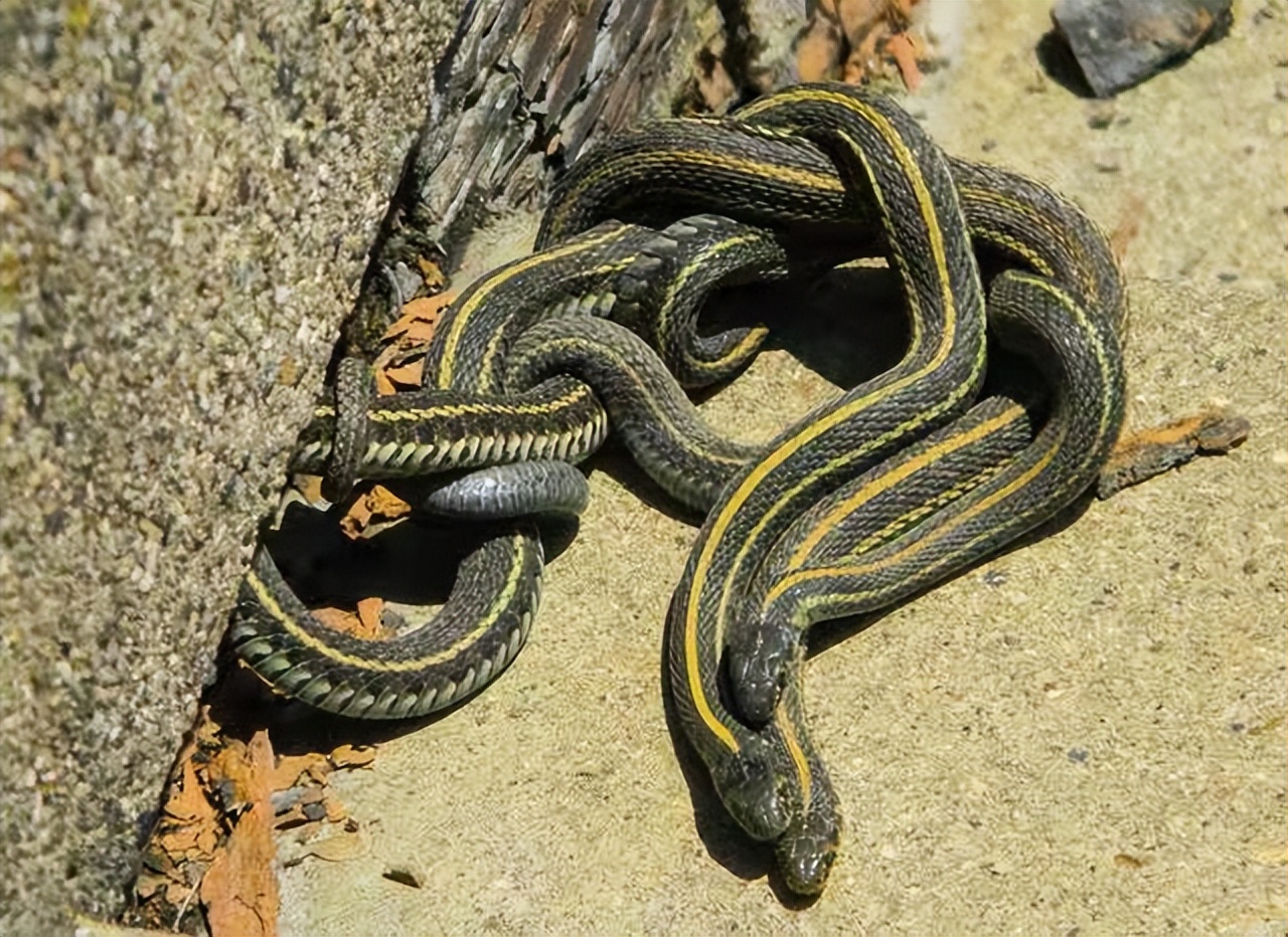 2010年广东一农村一夜间涌现上百条毒蛇,有两个村民却异常的冷静