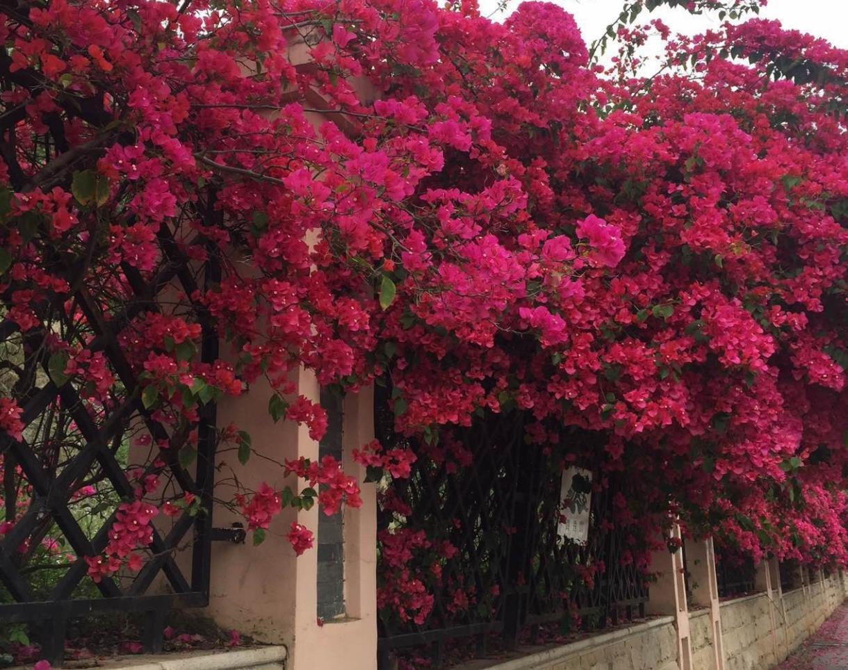 巴西三角梅,花期比较长,长势旺盛,慢慢爬出一面"大花墙"