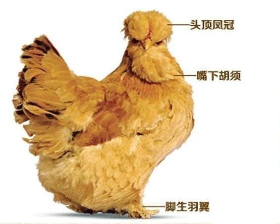 北京油鸡|头顶冠，嘴长须，脚生羽！北京油鸡获国家地理标志保护认证