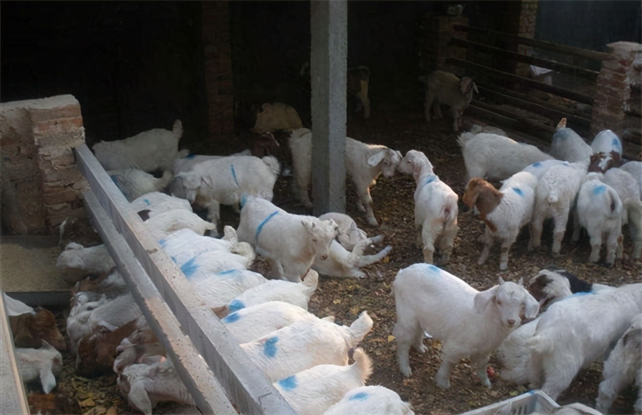 羊瘟用什么药治比较好?快收藏学习!