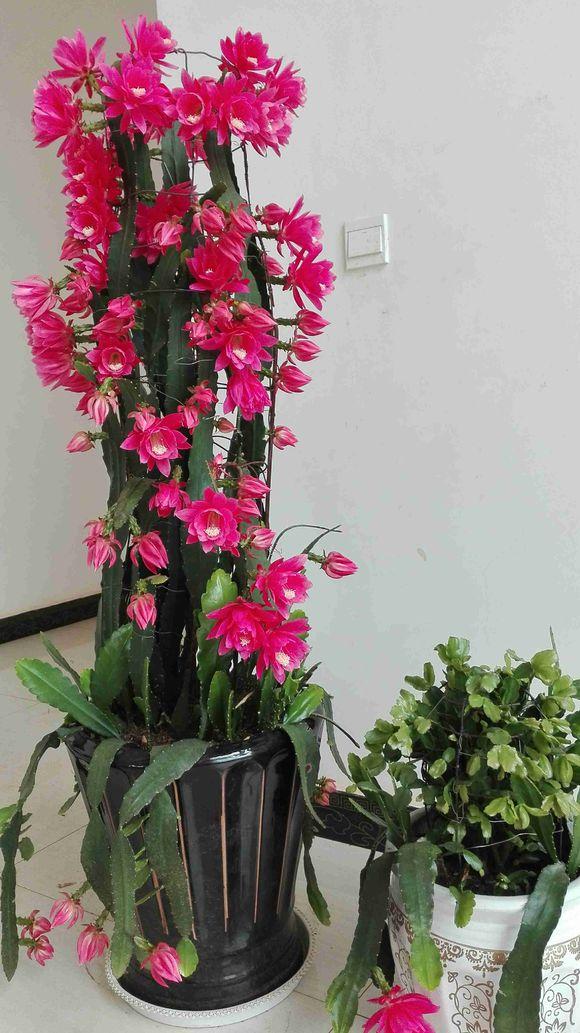 1次开花"100朵",令箭荷花注意5点,开出一片小花海!