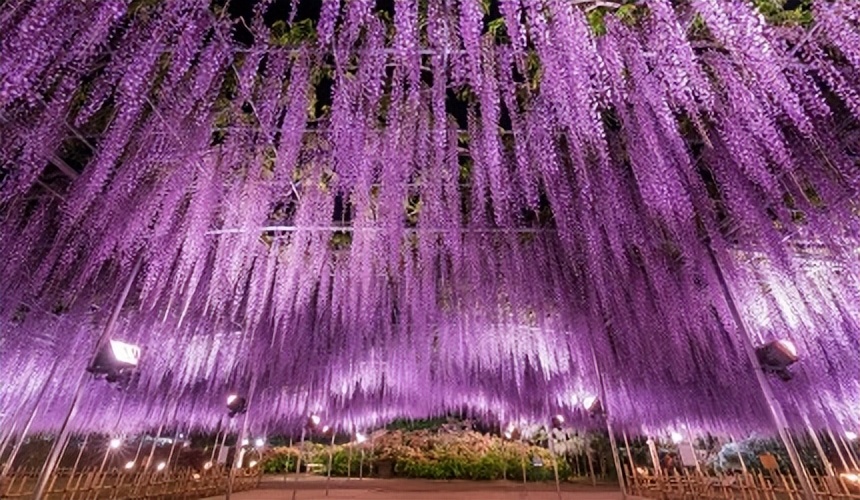 栃木县「足利花卉公园」紫藤花梦幻绝景,园内赏花,美食全攻略
