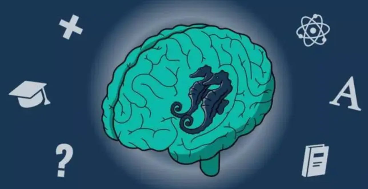 了解"海马体"学习法,帮助提升学习效率,方法真的很重要