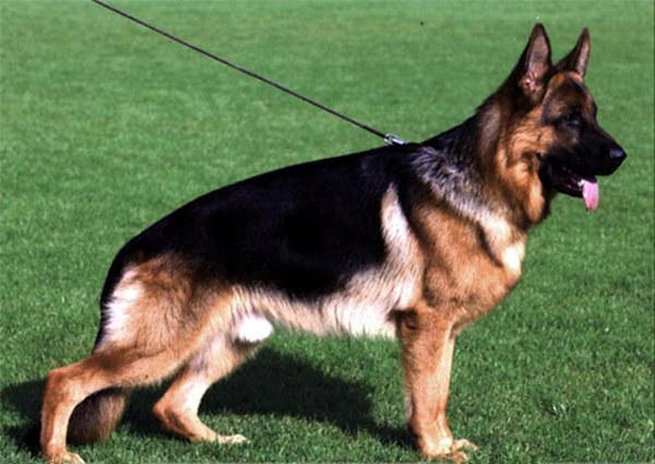 世界十大名犬排行榜