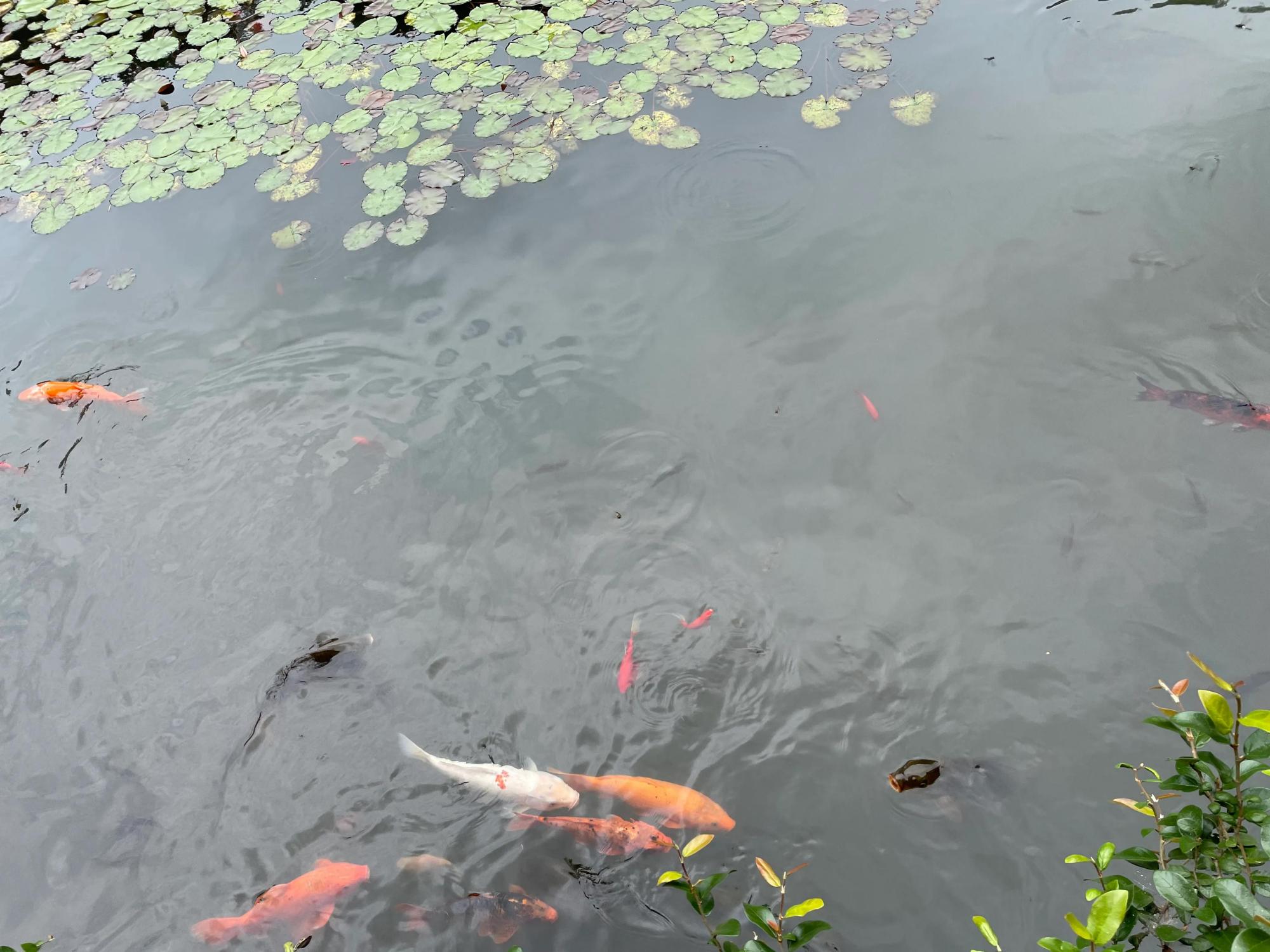 潭水清澈,魚兒歡遊