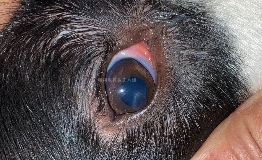 (太原病例)狗狗眼皮红肿,起泡,起疙瘩的治疗