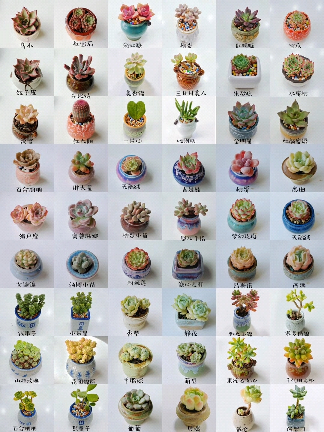 众草拾趣——多肉品种介绍