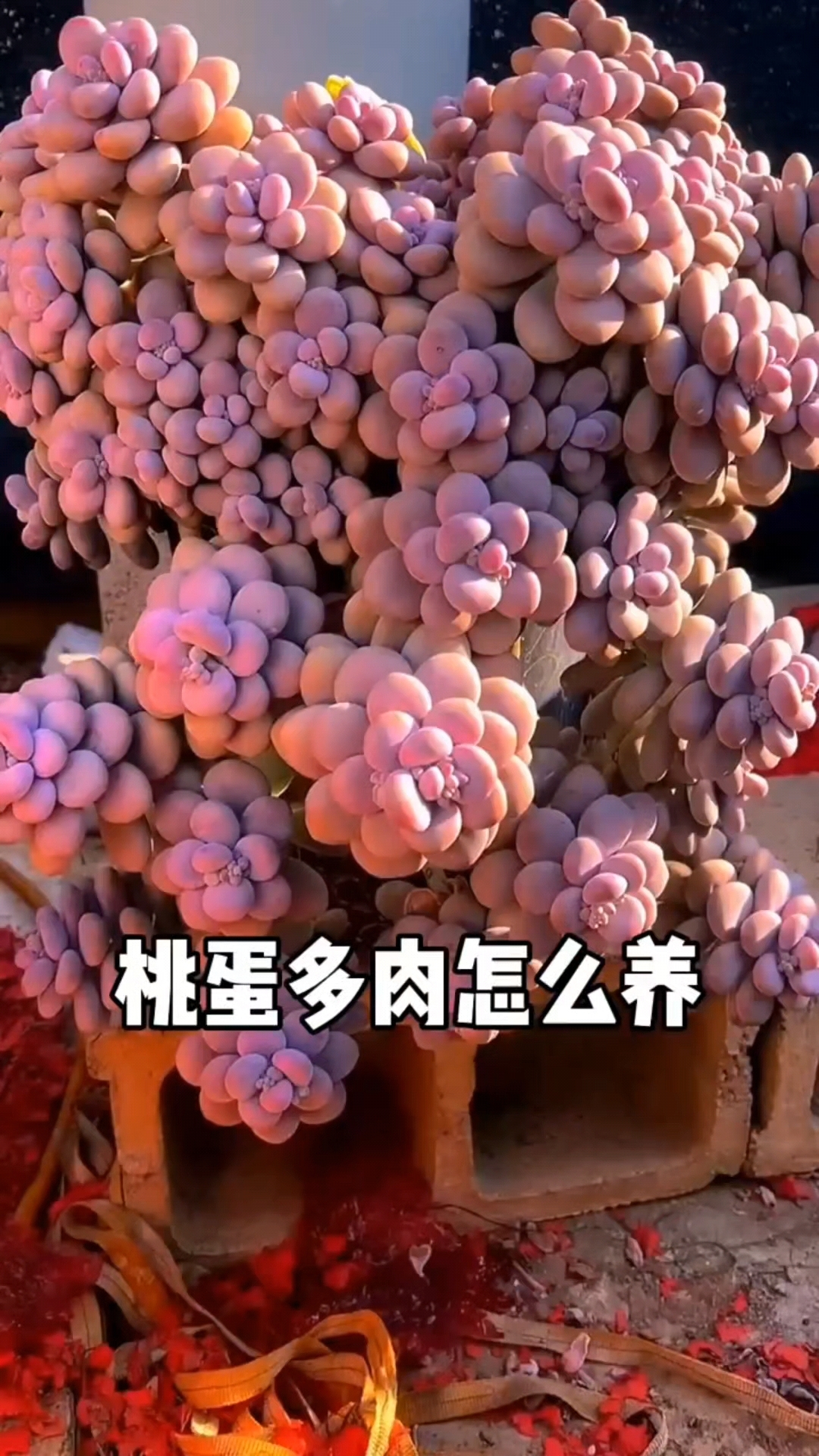 众草拾趣——多肉(桃蛋)