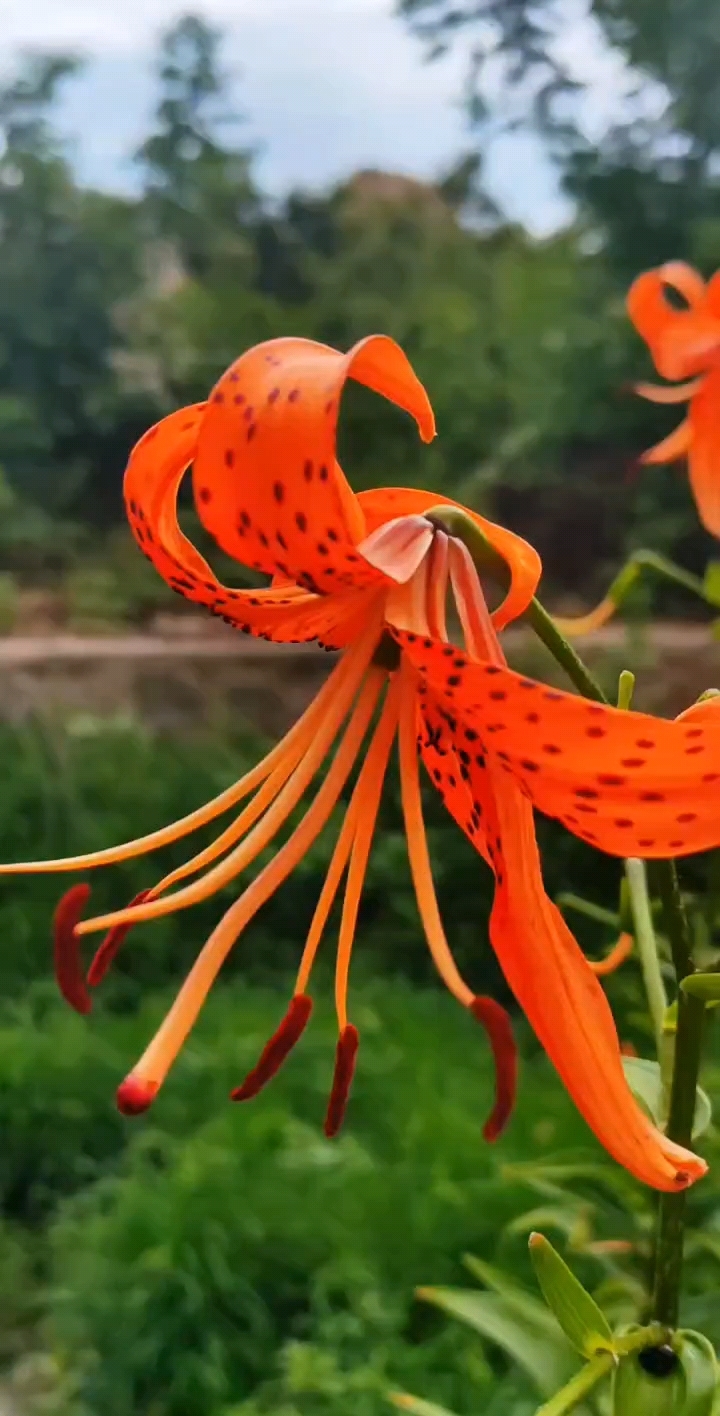 众草拾趣——鹿子百合