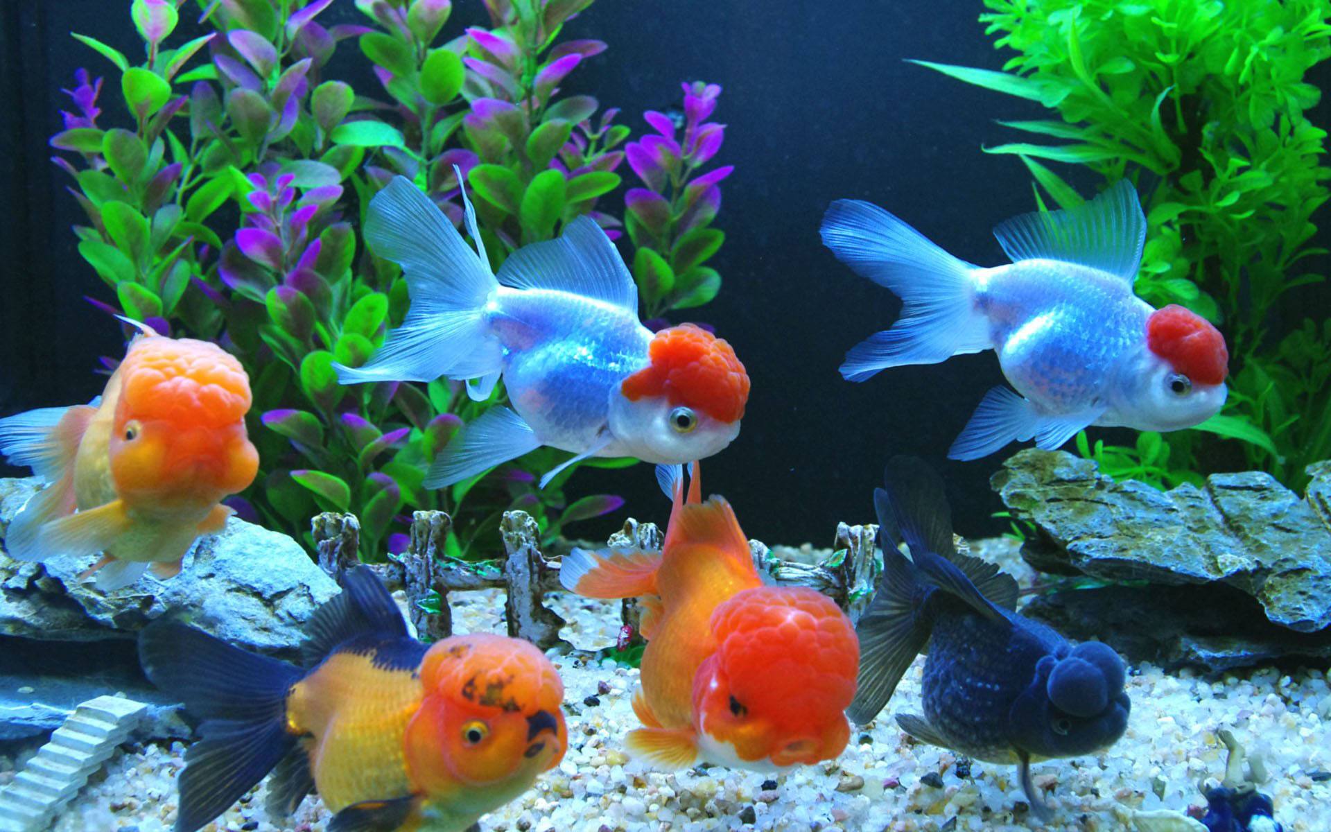 心理测试:你觉得哪种鱼最好看,测测试试你在什么年纪最走运