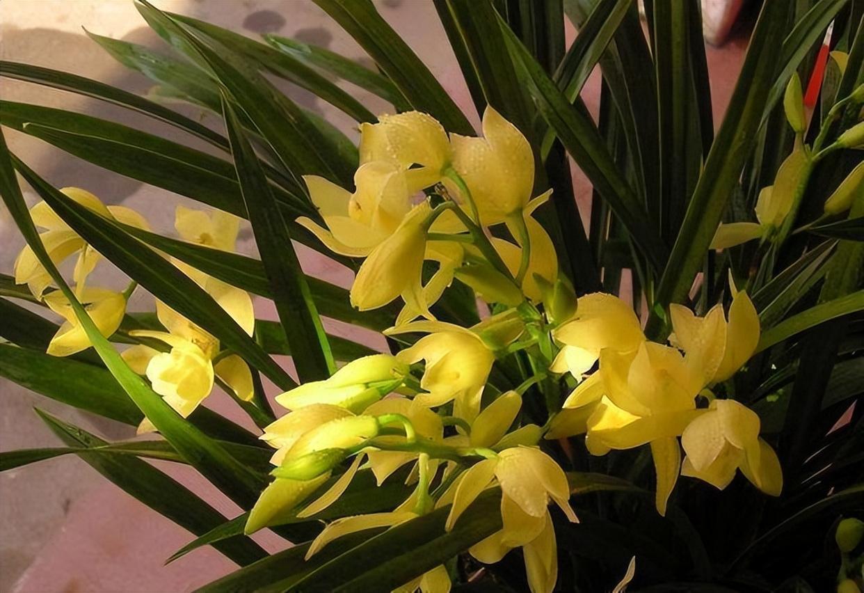 此兰花"抗折腾",香气馥郁,开花容易,花瓣金黄,观赏价值高