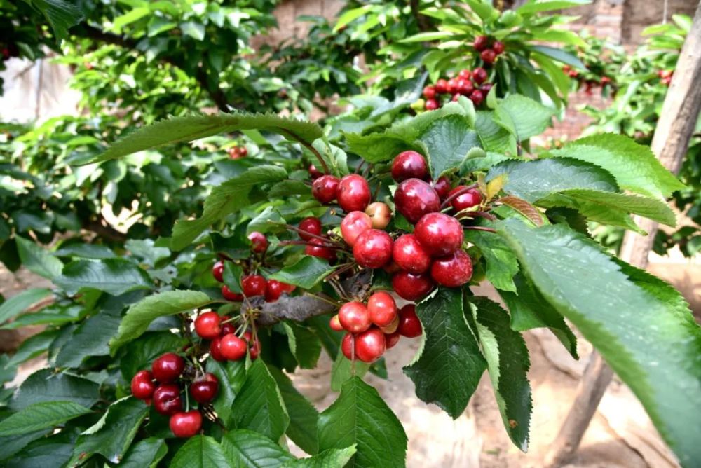 羲皇故里:空调大棚让秦州大樱桃早睡早起,科技兴农再添新奇景