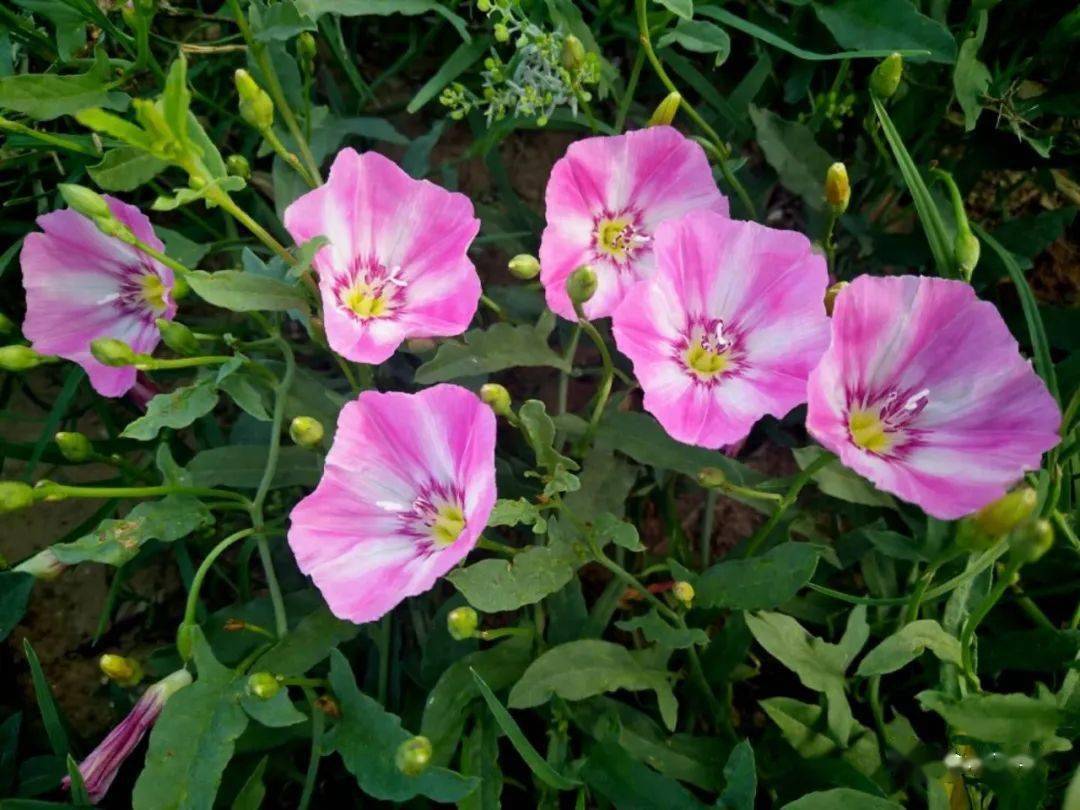 农村常见的植物打碗花,俗称牙痛草,捣碎价值这么高,涨知识了