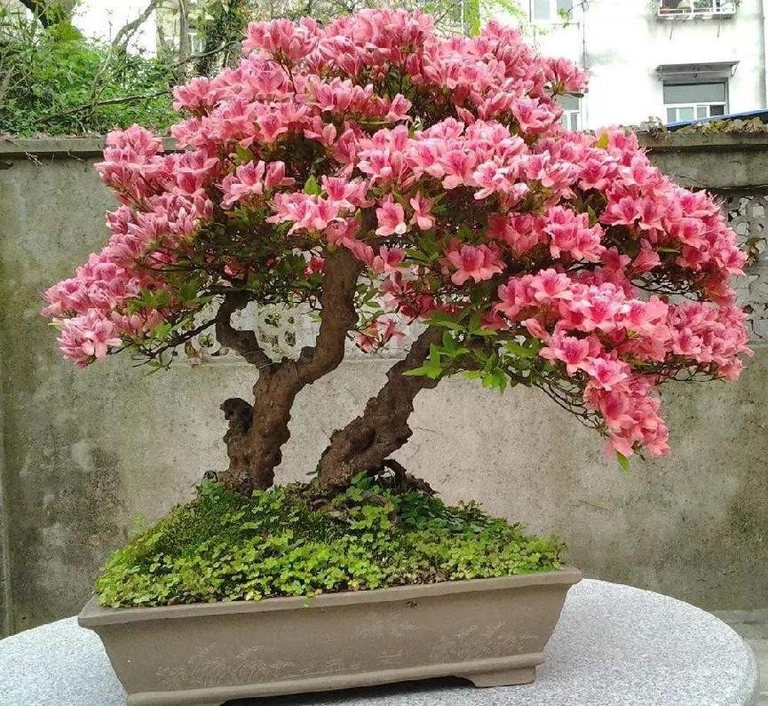 茶花盆景