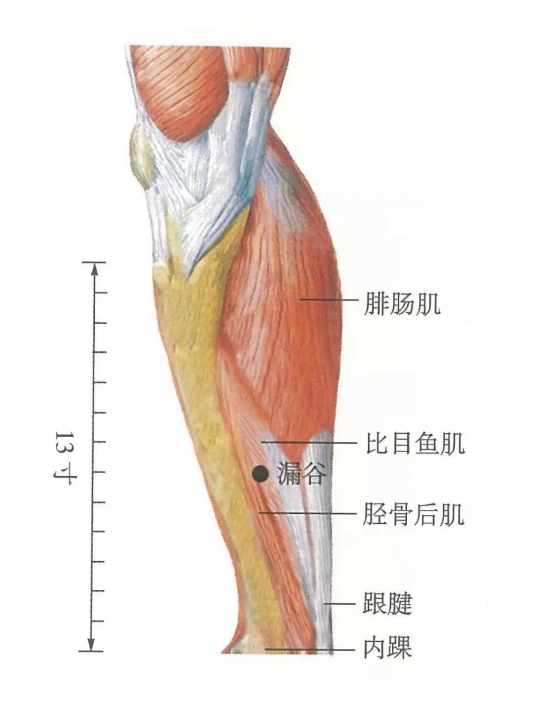 小腿漏谷对应的器官图图片