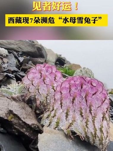 近日,西藏,网友偶遇濒危"水母雪兔子"."水母雪兔子"长满绒毛,状似水母