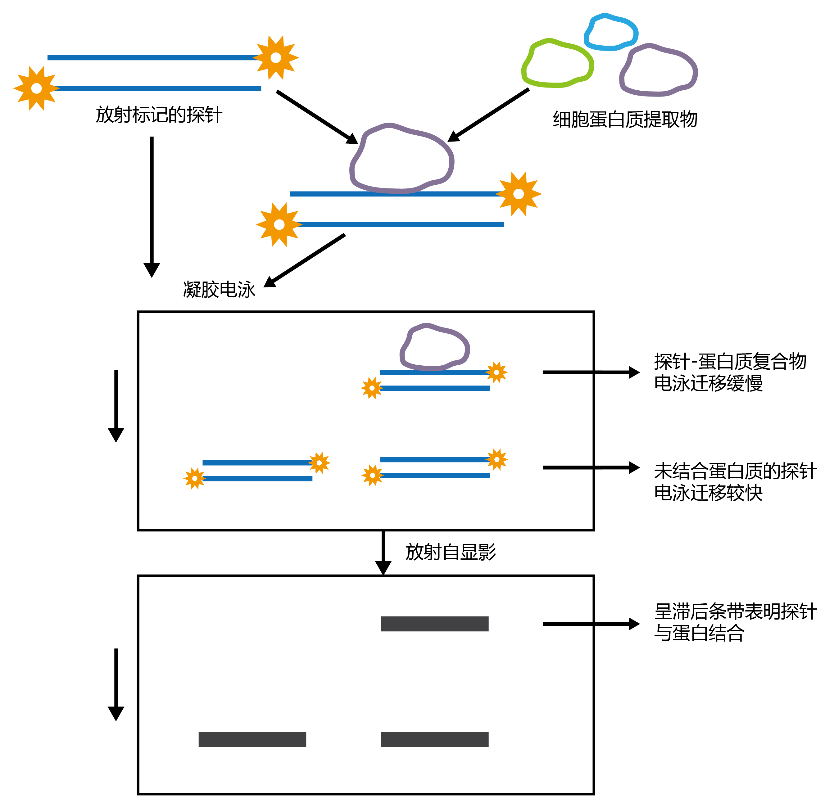 凝胶作用实验图片图片