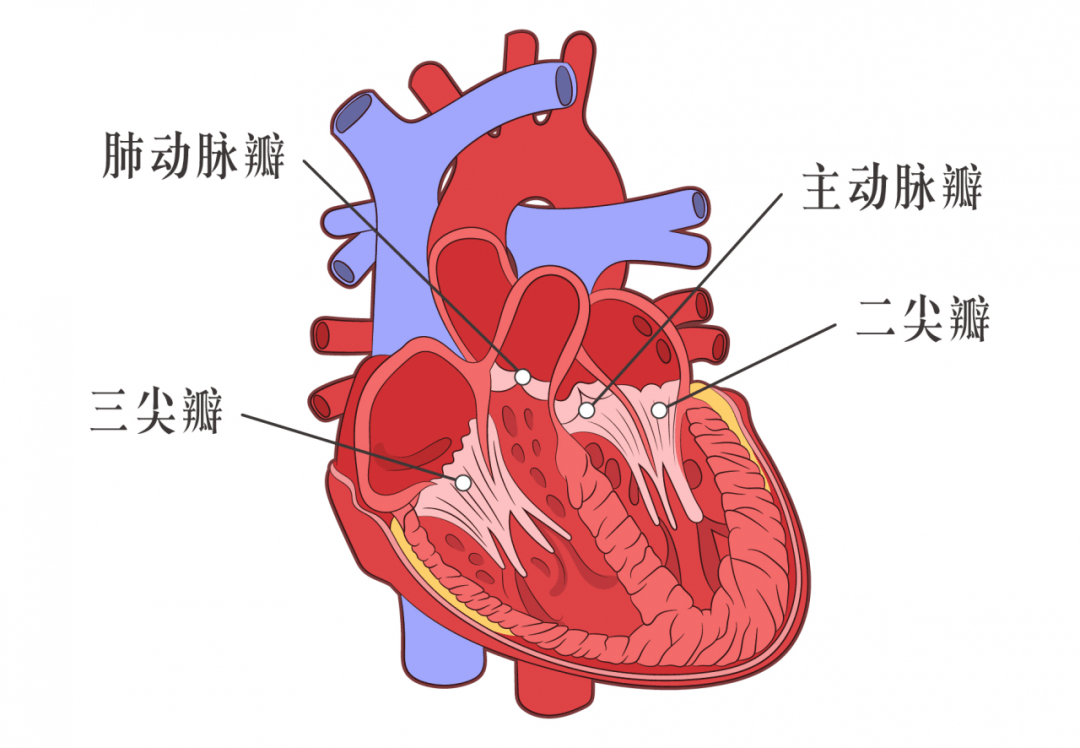 心脏二尖瓣解剖结构图片