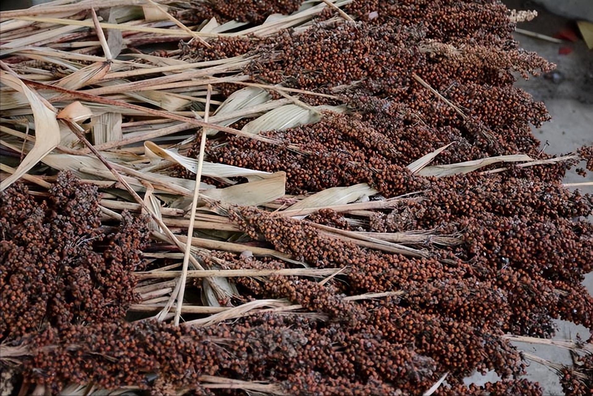 安志敏先生和传柱臣先生曾谈及中国种植高梁的问题,何辆教授在《东方