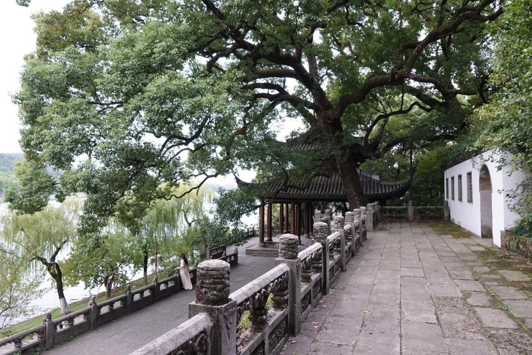 去过孤山吗?杭州西湖里唯一的山,细数满山的历史遗迹,光阴故事