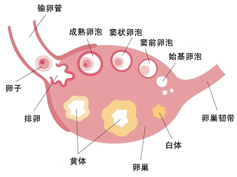 吉首妇科医院湘西都市俪人医院告诉您过度运动黄体破裂引人后怕