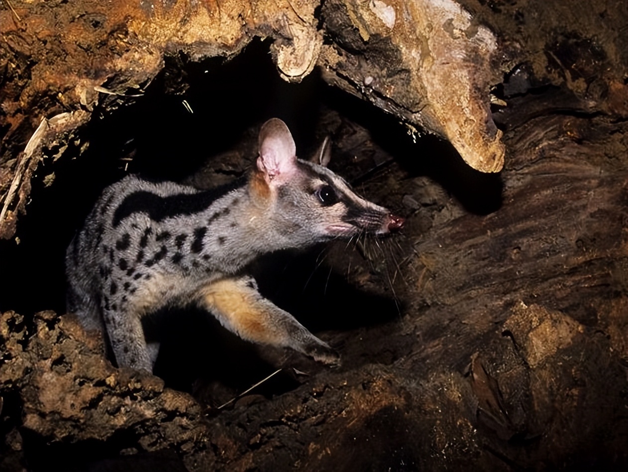 碰不得-第4期-缟灵猫:我真的不是猫,25年前国内仅有300只