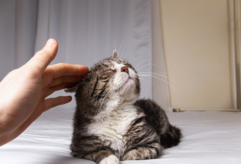 一只猫把你当"妈妈",会有这12种表现,骗不了人的!