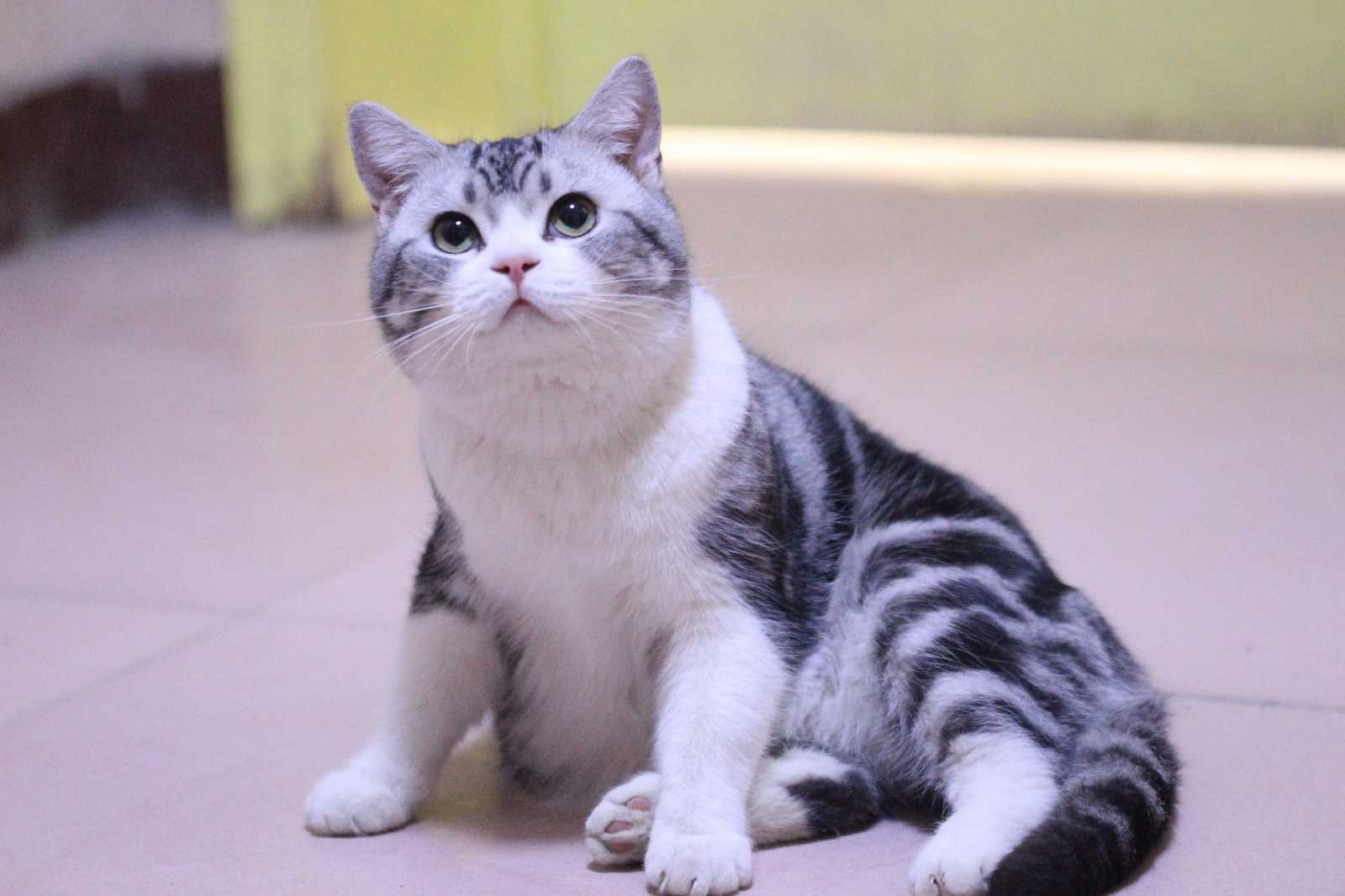 猫界最"掉毛"的4种猫,网友:可以织毛衣了